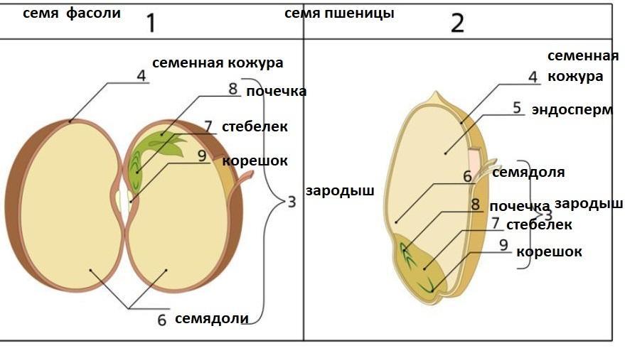Различия строения семени и споры. Строение семени двудольного растения. Строение семян 6 класс. Строение семени вишни. Строение семени 6 класс биология