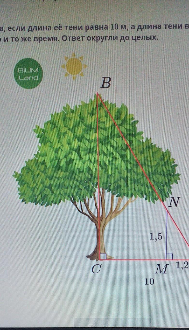 На рисунке изображены здание и стоящее рядом дерево высота дерева равна 10