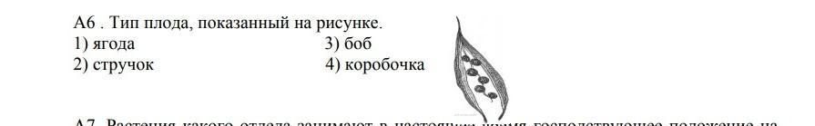 На рисунке изображен плод боб стручок ягода коробочка