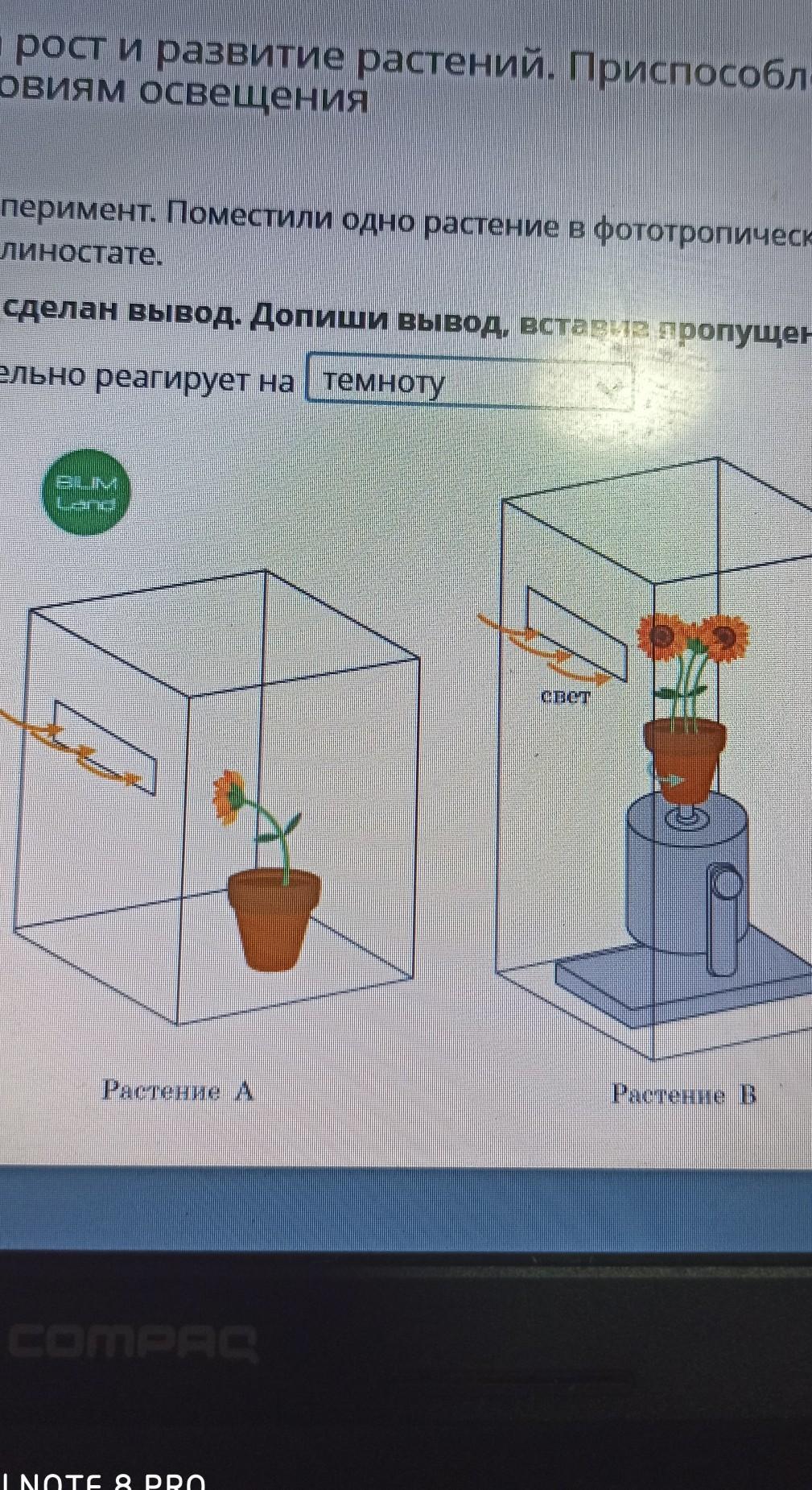 Экспериментатор поместил кусочек плодового тела. Экспериментатор поместил растение к окну. Ученик провел эксперимент он поместил в небольшой аквариум. В изображение на рисунке опыте экспериментатор поместил побег берёзы.