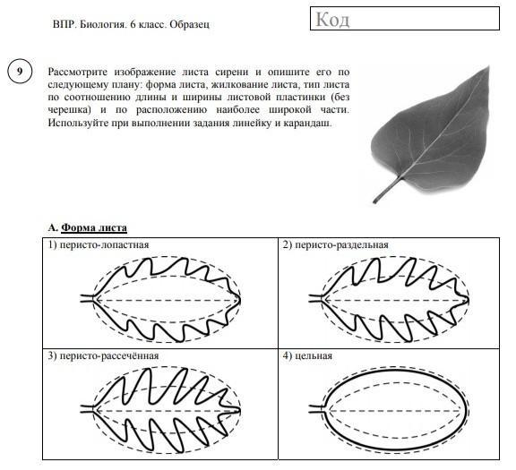 Используя рисунок выполните задания. Лист сирени форма листа. Лист сирени форма листовой пластинки. Рассмотрите изображение листа сирени и опишите его. Тип расположения листов у сирени.