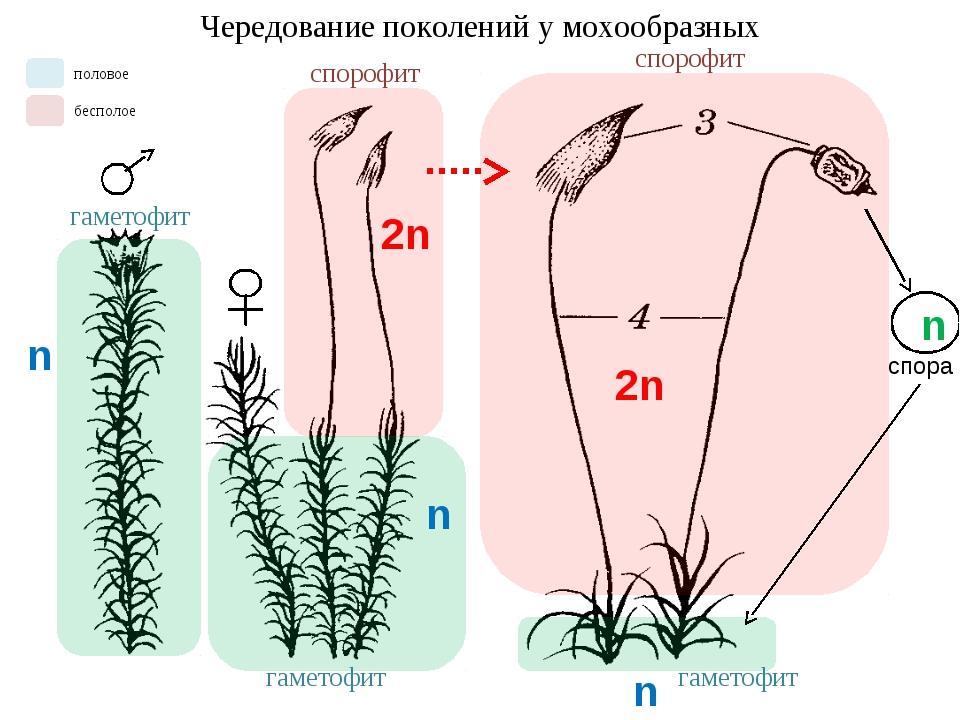 Бесполое размножение мхов схема