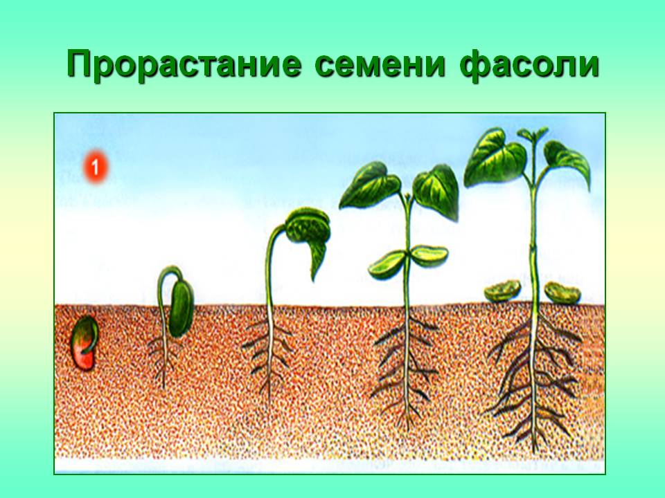 Этапы роста фасоли в картинках