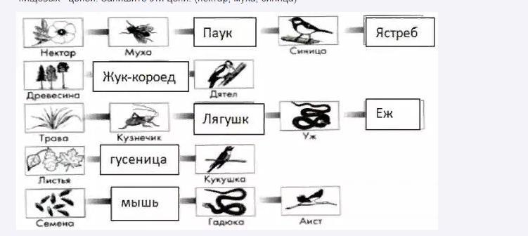 Изучите фрагмент экосистемы леса представленный на рисунке и выполните задания ястреб