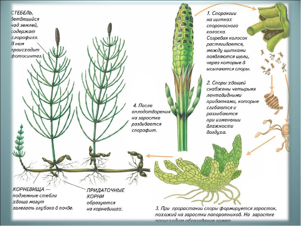 Хвощи и плауны рисунок