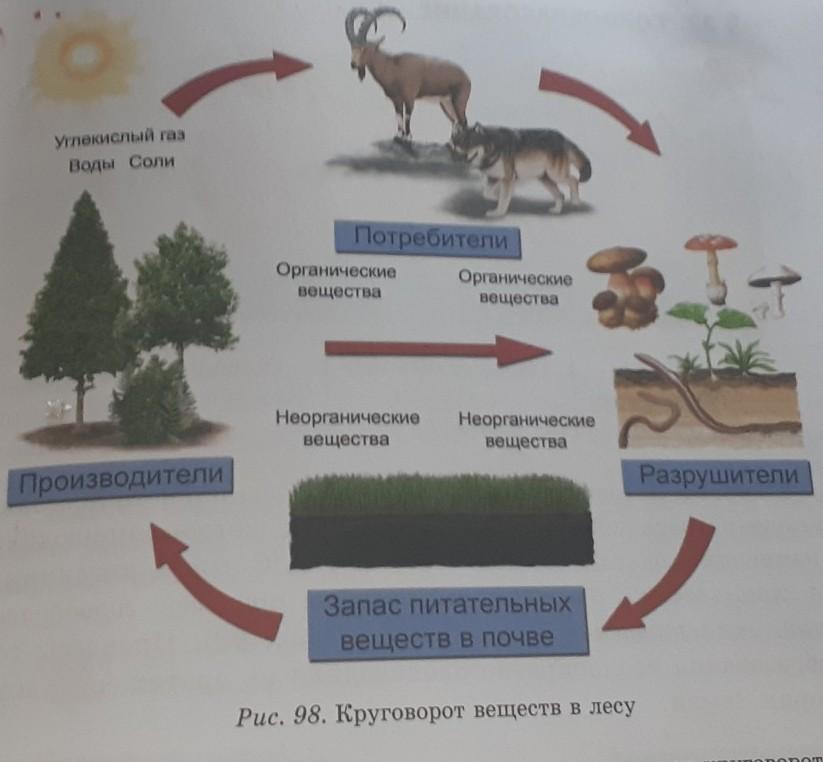 Круговорот веществ в природе 5 класс. Схема круговорота йода. Круговорот веществ в степи. Круговорот йода в природе. Круговорот веществ в еловом лесу.