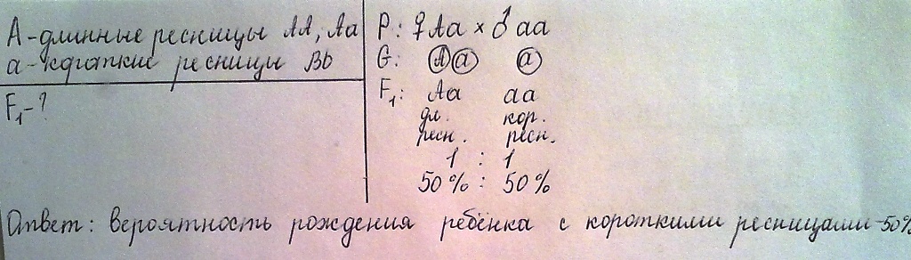У человека ген длинных ресниц доминирует над геном коротких ресниц ...