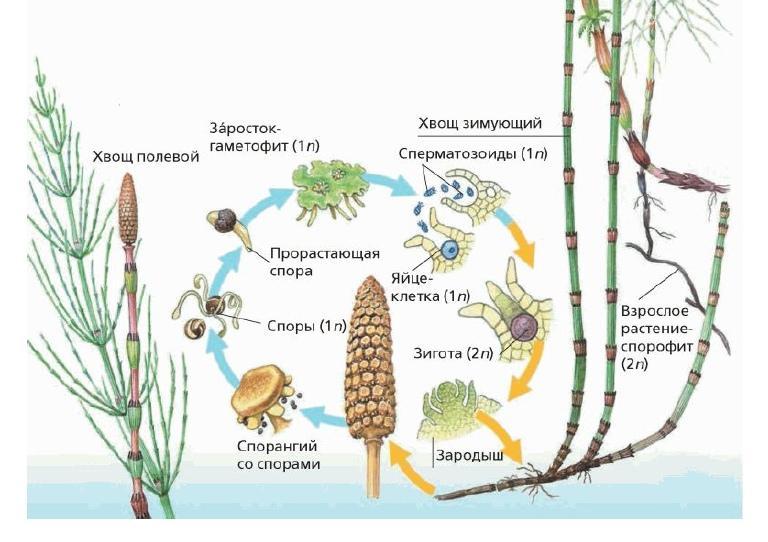 Весенний побег хвоща