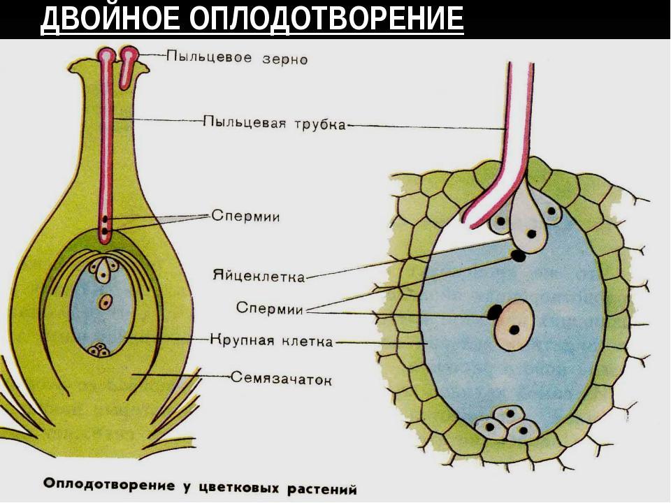 Оплодотворенная спермием центральная клетка. Двойное оплодотворение. Схема оплодотворения у цветковых растений. Оплодотворение у цветковых растений. Схема двойного оплодотворения у цветковых растений.