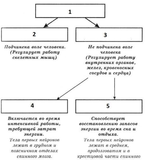 Составь верную схему функционального деления нервной системы человека укажи какими цифрами