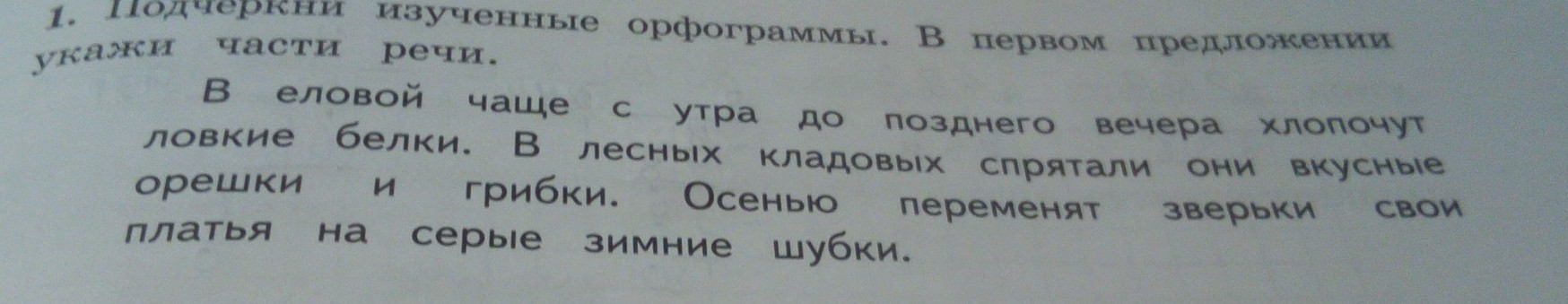 Укажите в первом предложении. В еловом лесу с утра до позднего вечера хлопочут проворные белки. В еловой чаще с утра до позднего вечера хлопочут ловкие. В еловом лесу с утра до позднего вечера. Части речи в лесных кладовых спрятали вкусные орешки.