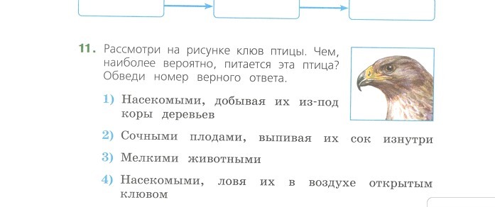 Прочитайте рассмотрите рисунок. Рассмотри на рисунке клюв птицы. Определи по клюву чем питаются птицы. Определи по клюву чем питаются эти птицы 3. Прочитайте рассмотрите рисунок что за птица.