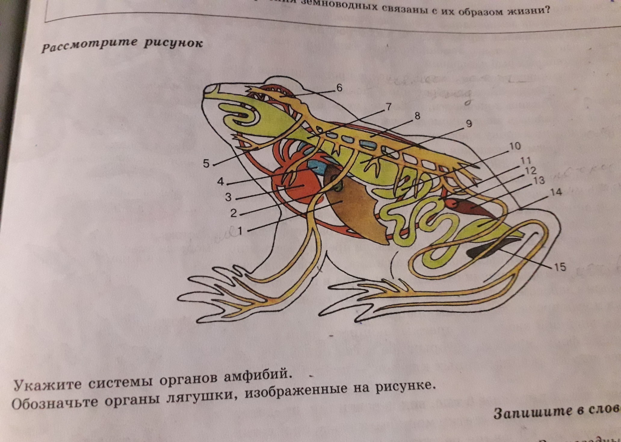 На рисунке изображена голова лягушки какой орган обозначен на рисунке буквой а