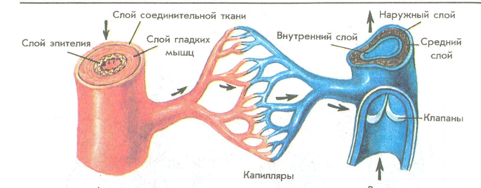 Строение сосудов рисунок. Схема строения кровеносных капилляров. Схема строения артерий вен капилляров. Артерия Вена капилляр строение. Артерии вены капилляры схема.