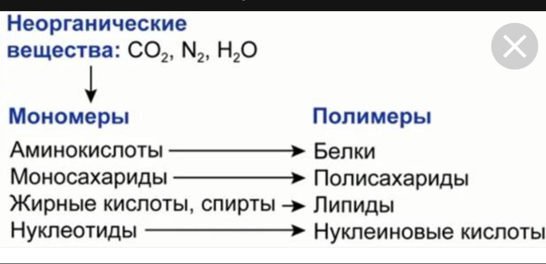 К неорганическим соединениям относятся 1 вариант. Полимеры и мономеры это в биологии. Полимеры и мономеры схема. Органические вещества клетки мономеры и полимеры. Мономеры и полимеры примеры.