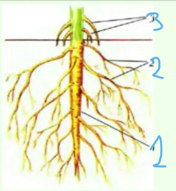 Главный корень у однодольных. Придаточные корни у растений. Строение корня придаточные корни. Биология 6 класс боковые и придаточные корни. Типы корневых систем без подписей.
