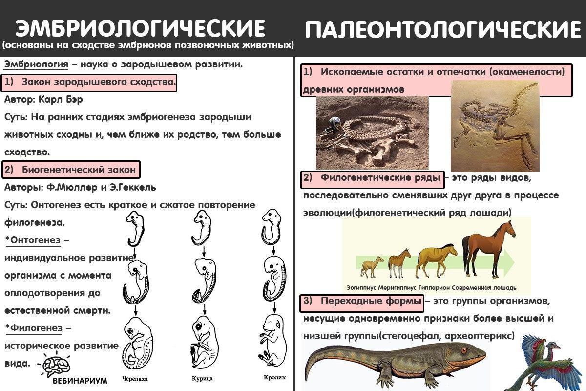 Подготовьте сообщение или мультимедийные презентации о доказательствах эволюции