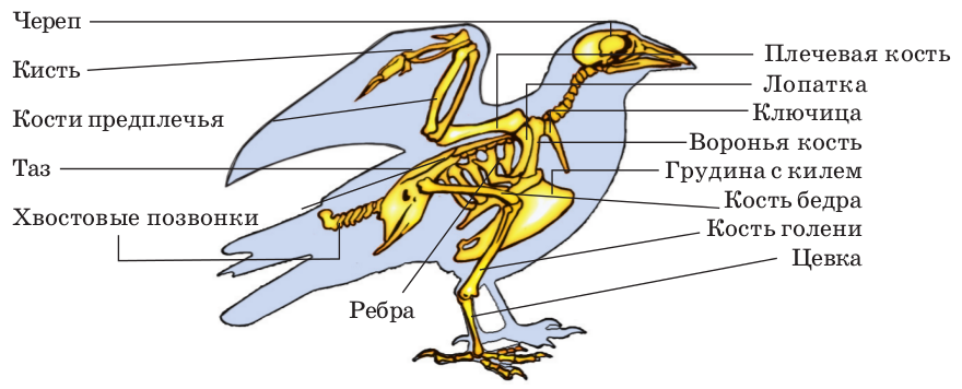 Внутреннее строение птицы рисунок