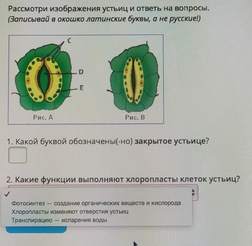 На рисунке изображено поперечное сечение листа рассмотри рисунок и дополни