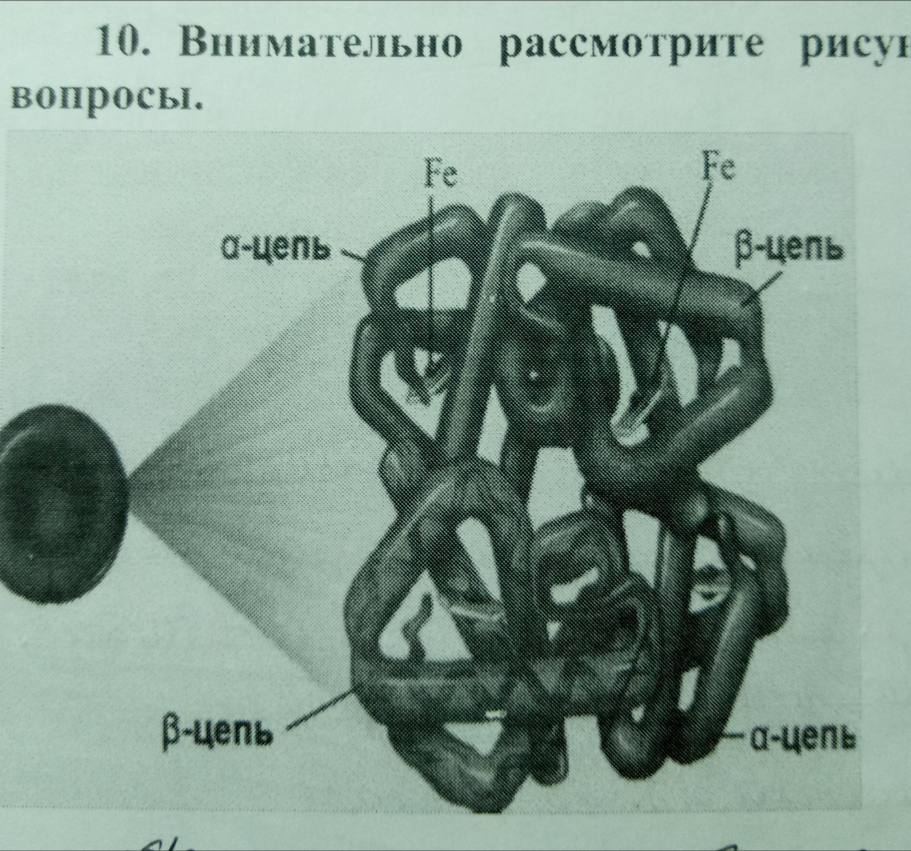 Определите клеточную структуру модель строения которой изображена на рисунке молекулы какого типа