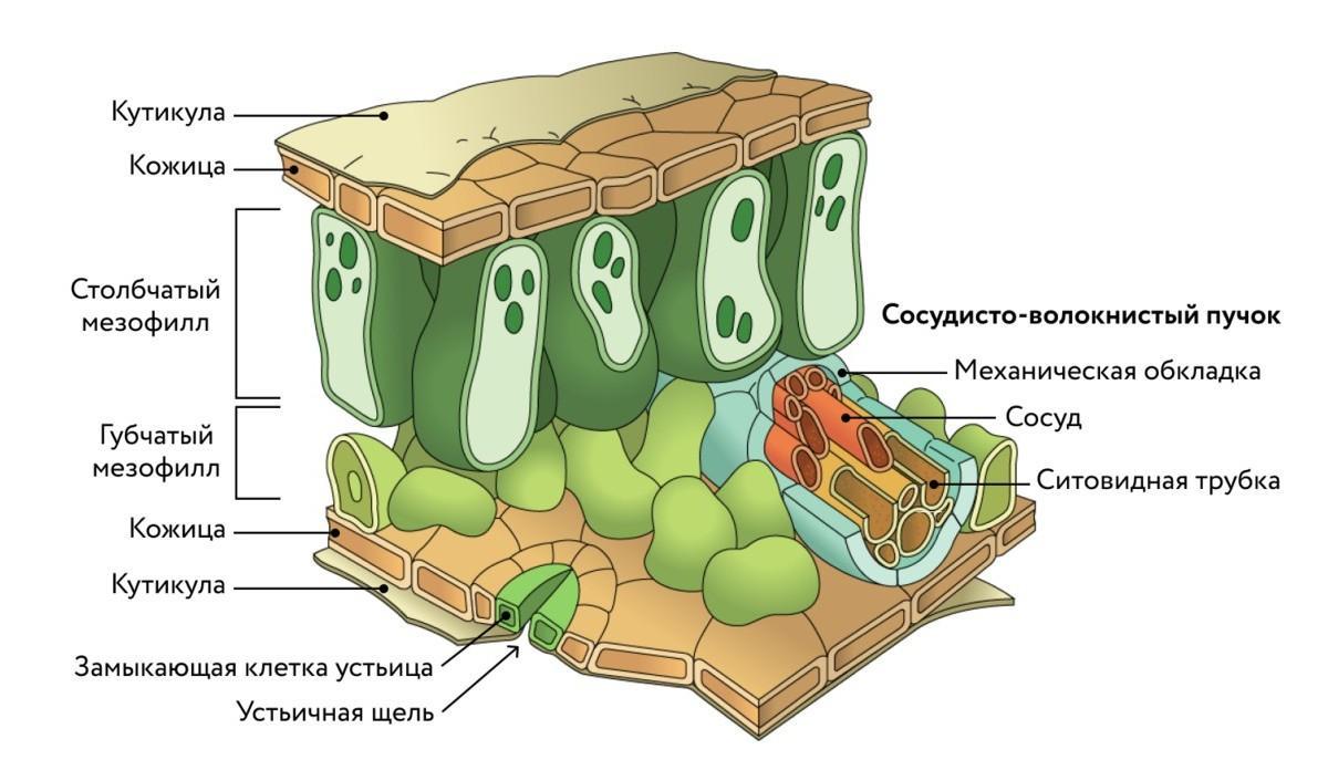 Какие клетки образуются листовую пластинку