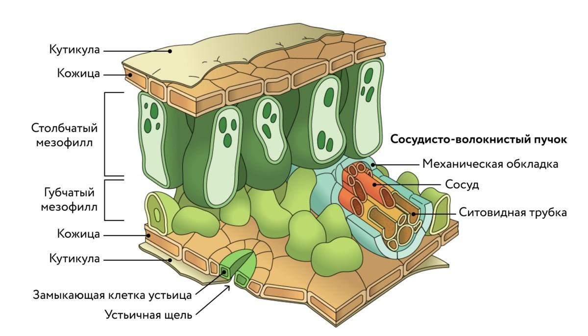 Какие клетки образуются листовую пластинку. Внутреннее строение листа. Столбчатый мезофилл листа. Строение листа ткани. Покровы листа.