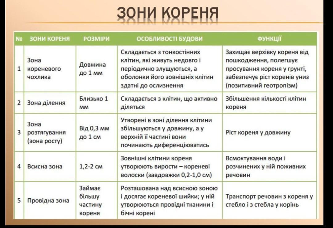 Защелка какой корень