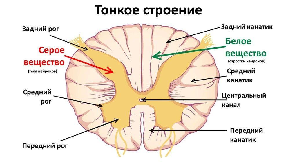 Белое и серое вещество спинного мозга презентация