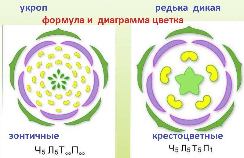 Диаграмма гороха