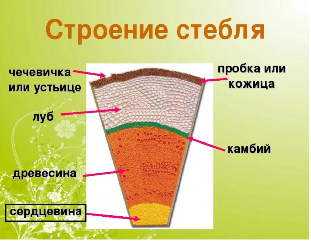 Древесный стебель. Строение луба стебля. Строение одревесневшего стебля. Строение стебля 6 класс биология. Внутреннее строение древесного стебля.