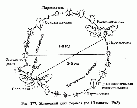 Жизненный цикл тли схема