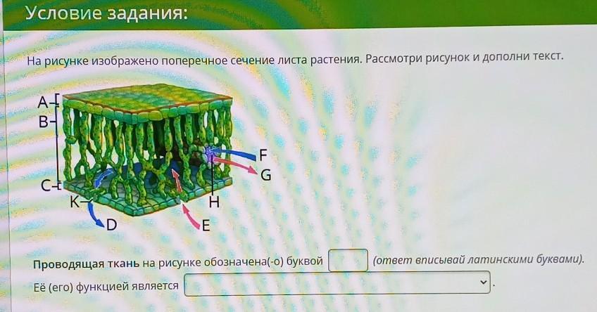 На рисунке изображено поперечное сечение листа рассмотри рисунок и дополни текст