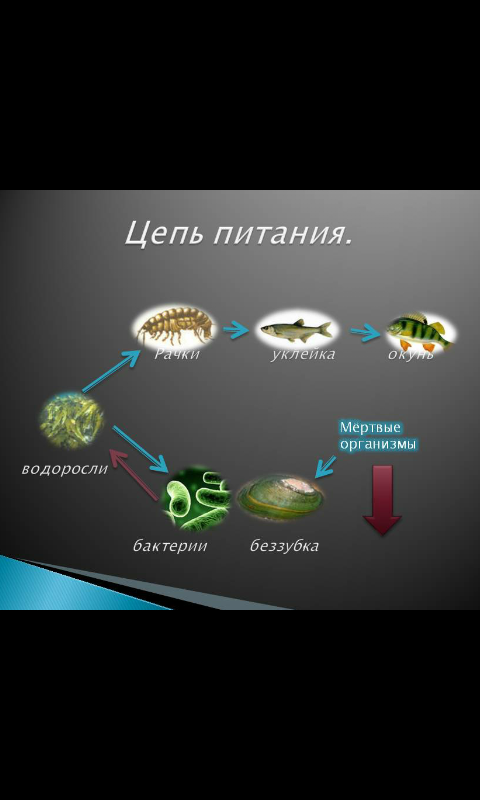 Составьте схему пищевых цепей аквариума в котором обитают рыбы карась и гуппи улитки прудовик