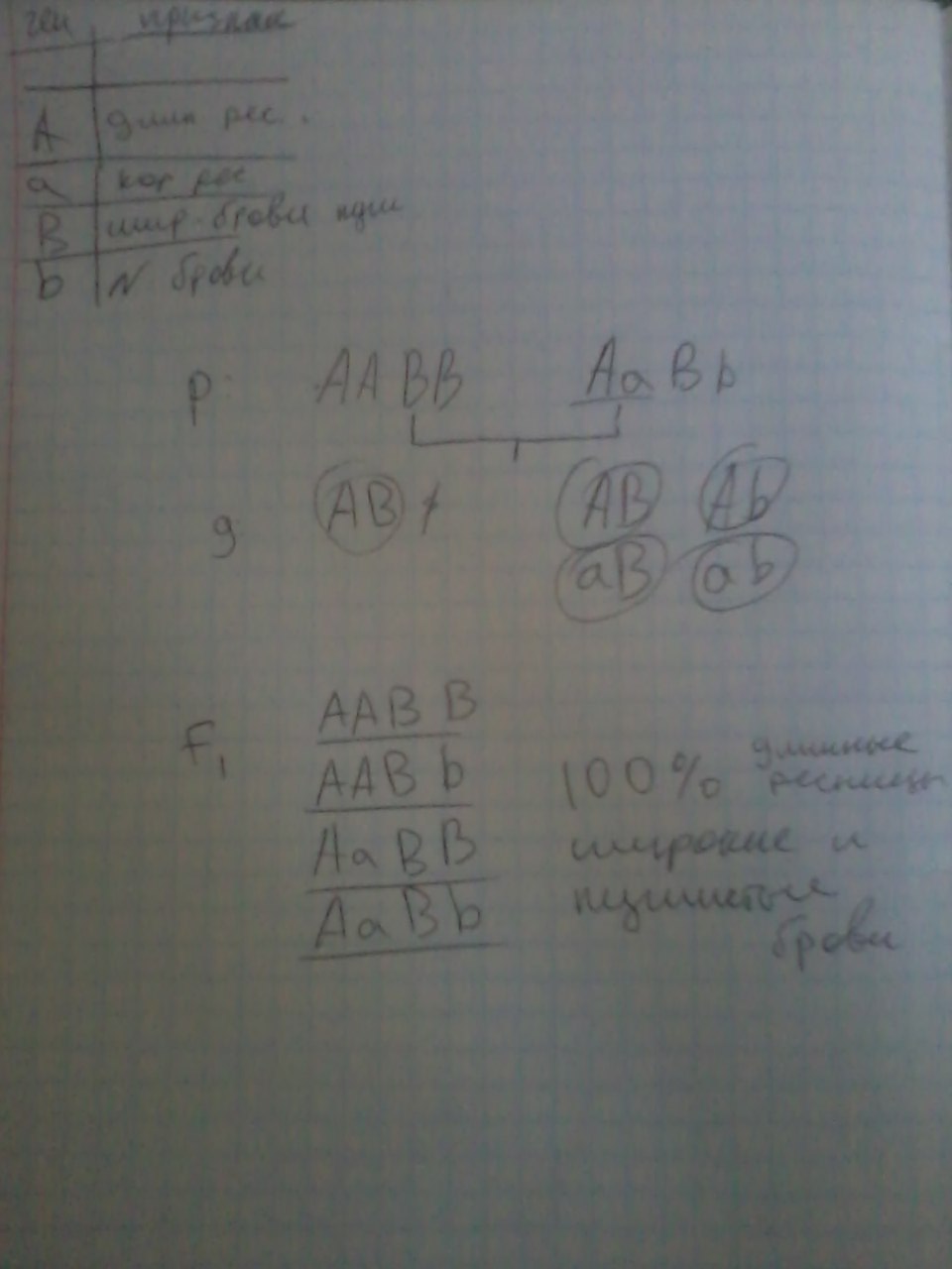 У человека длинные ресницы доминируют над короткими. У человека ген длинных ресниц доминирует над геном коротких ресниц. У человека аллель длинных ресниц доминирует над аллелем. У человека длинные ресницы доминантный признак. Решить задачу у человека ген длинных ресниц.