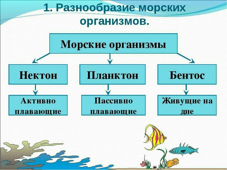 Жизнь организмов в океане 6 класс. Многообразие жизни в океане. Разнообразие морских организмов. Три группы морских организмов. Морские организмы делятся на три группы.