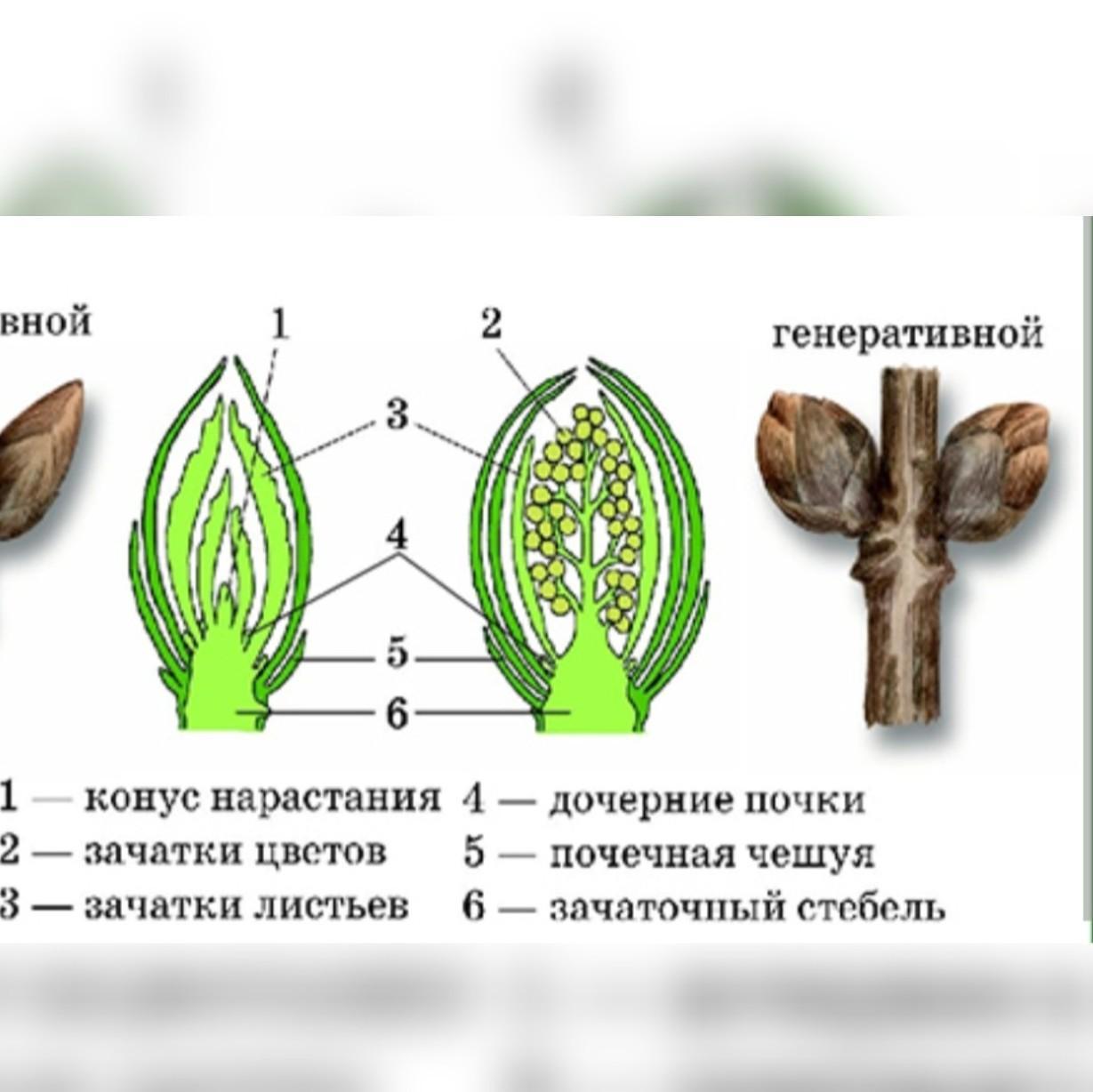 Какая функция у почек растений. Генеративные почки растений. строение почки растения. строение вегетативной и генеративной почки. рисунок почки растения.