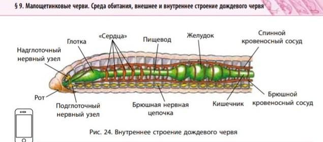 Рассмотри рисунок укажи название органов указанных цифрами и отметь к какой системе органов они