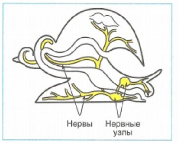 Рассмотри рисунок укажи названия органов указанных цифрами и отметь к какой системе они относятся