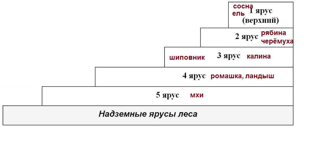 Ярусы текста. Ярус сеть.