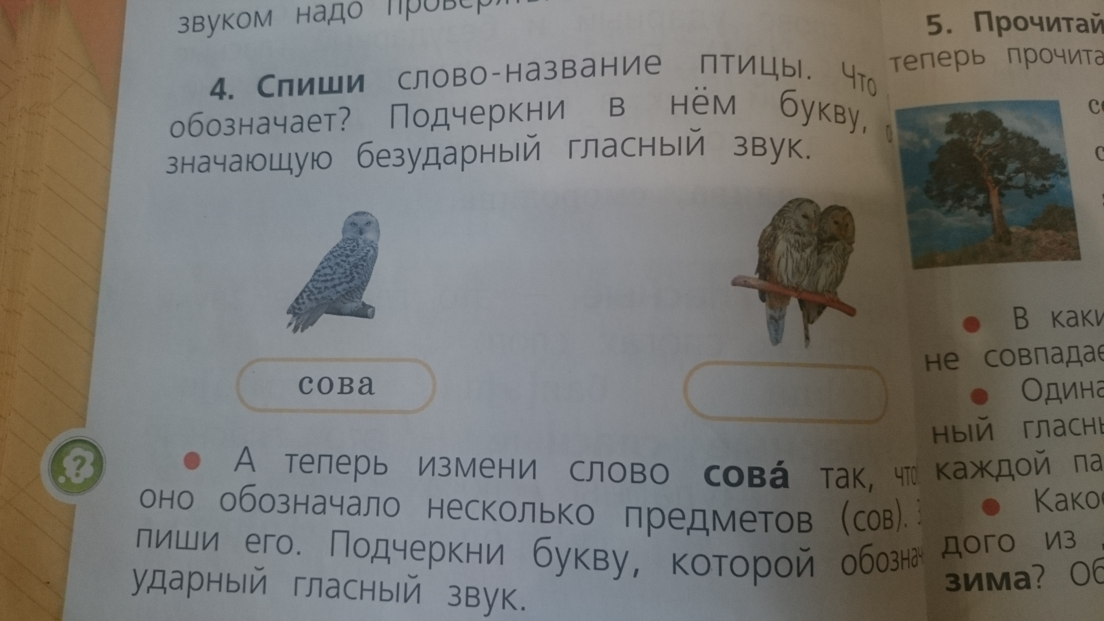 Напиши слова названия картинок подчеркни в словах буквы написание которых надо запомнить