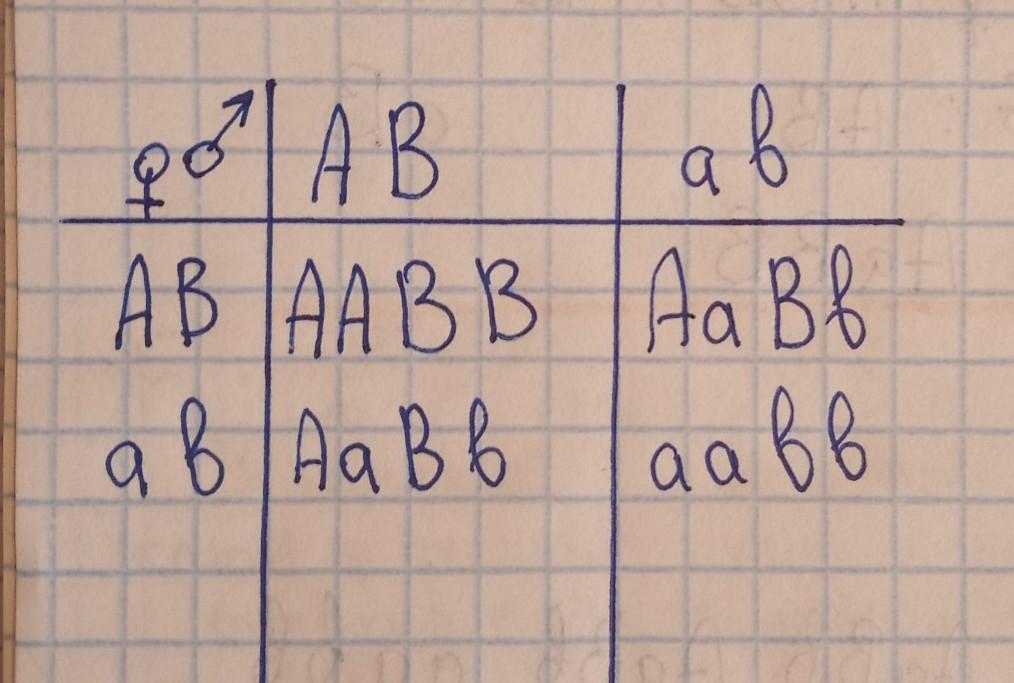 У пшеницы безостый колос а доминирует над остистым а установи соответствие между схемой скрещивания