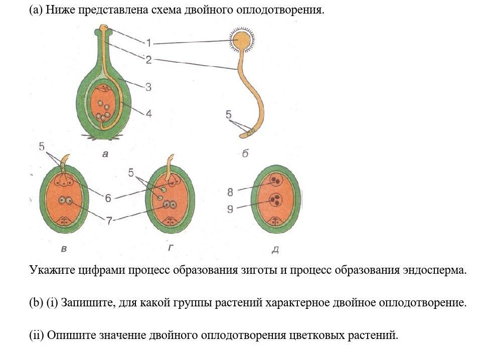 Укажи какой цифрой на рисунке обозначена клетка из которой развивается эндосперм